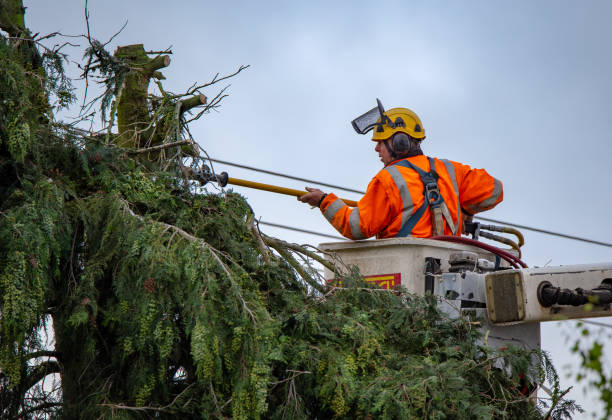 Best Tree Risk Assessment  in York, AL