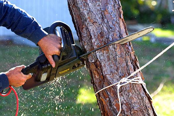 Best Fruit Tree Pruning  in York, AL