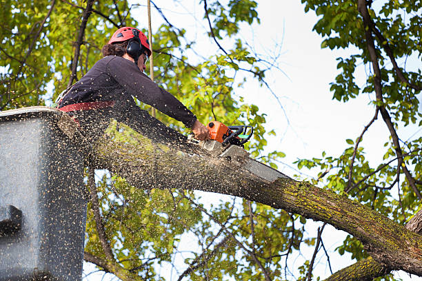 How Our Tree Care Process Works  in  York, AL